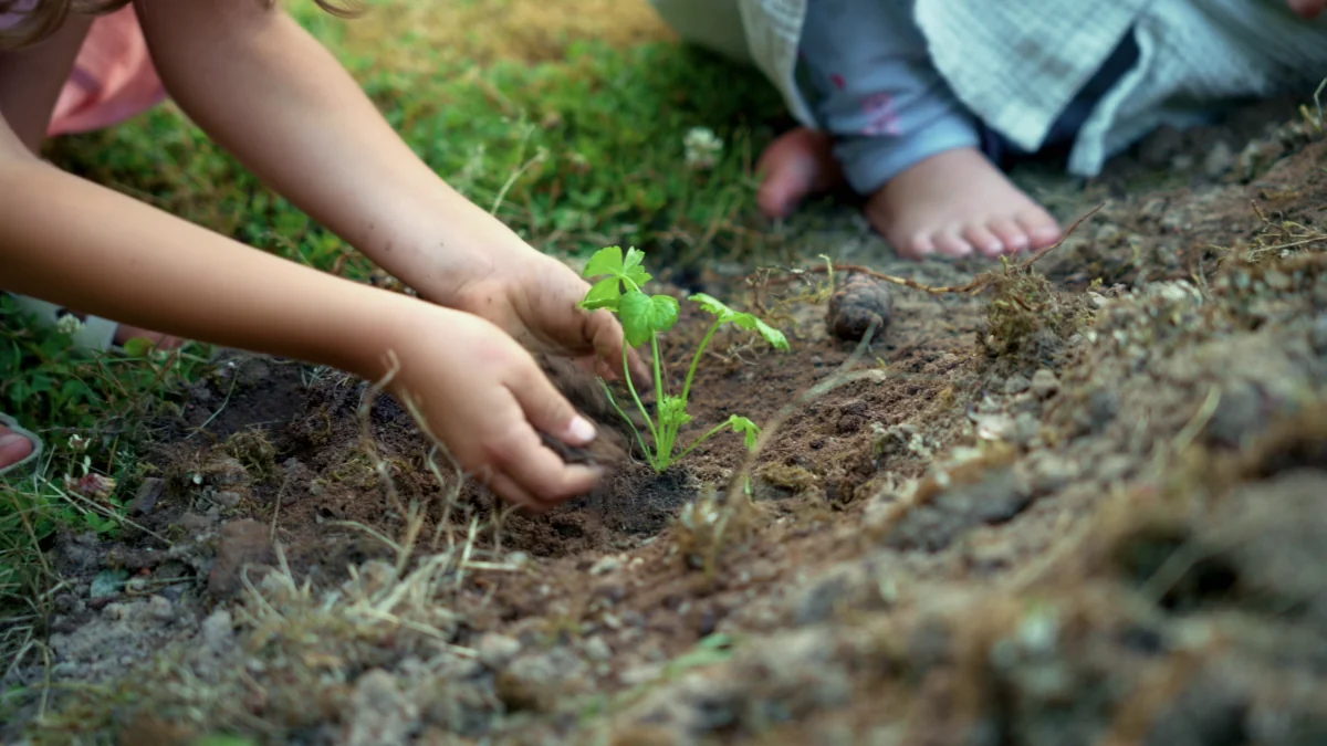 Eine Pflanze einpflanzen